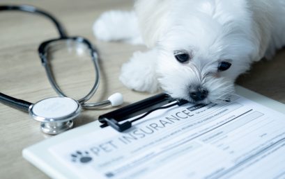 Pet Insurance Trends 2026: Growth, Tech, and Opportunity