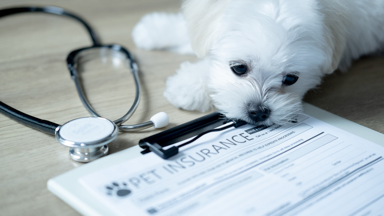 Pet Insurance Trends 2026: Growth, Tech, and Opportunity post thumbnail
